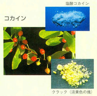 yakubutu04.jpg